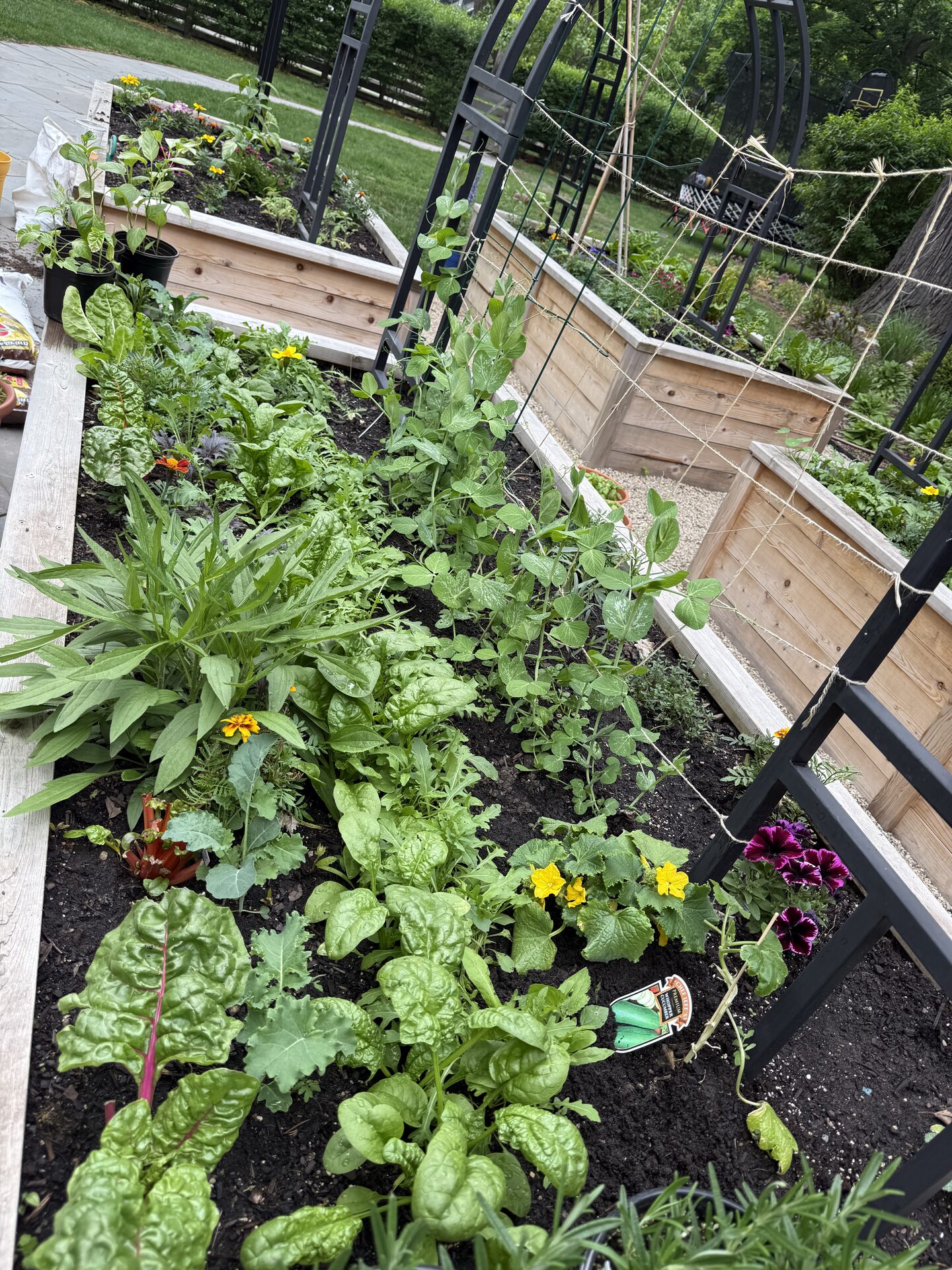Raised beds in early season