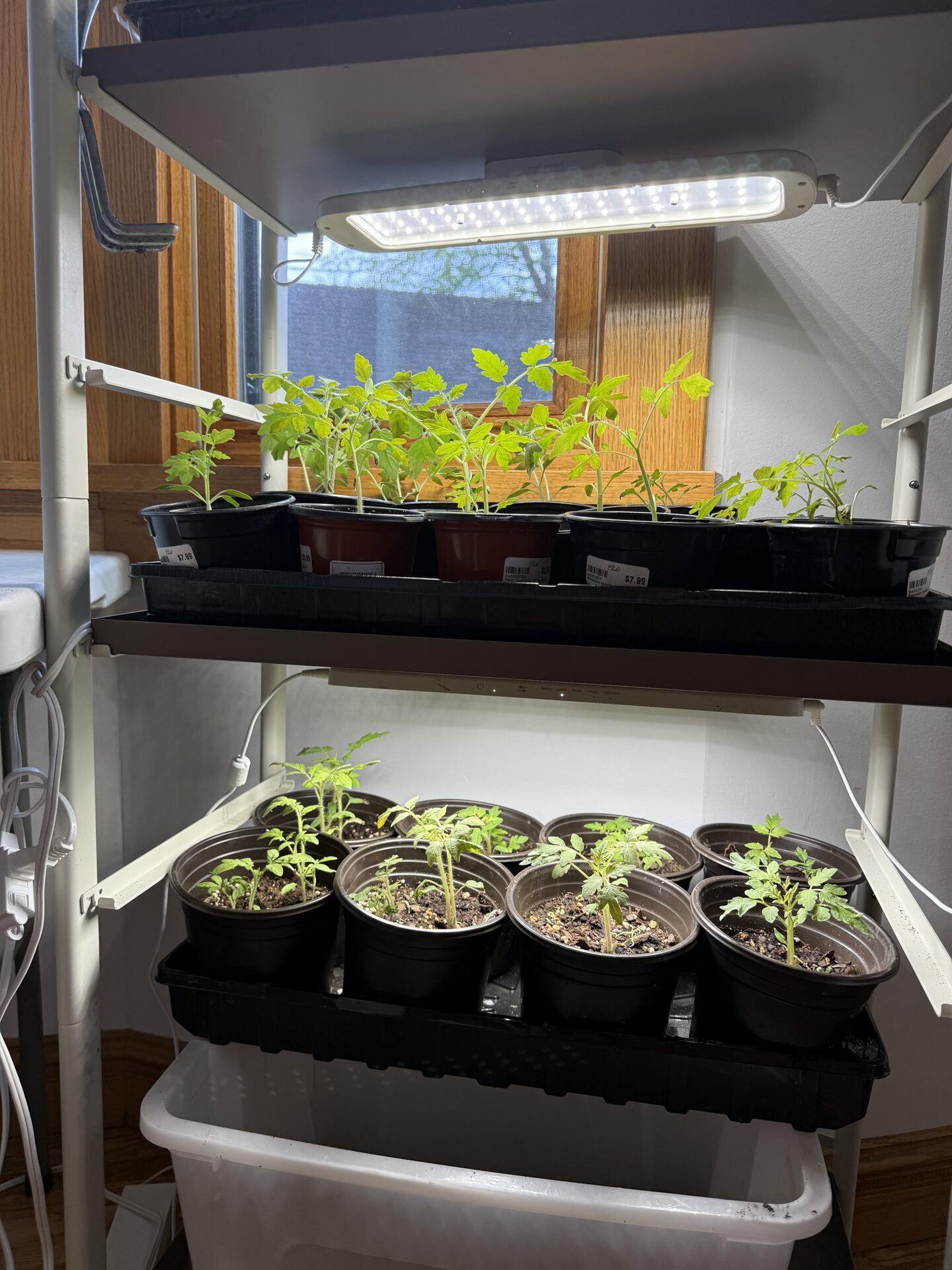 Seedlings under grow lights