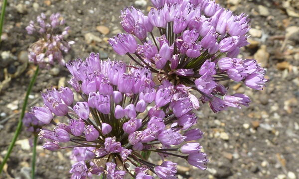 Allium 'Summer Beauty'