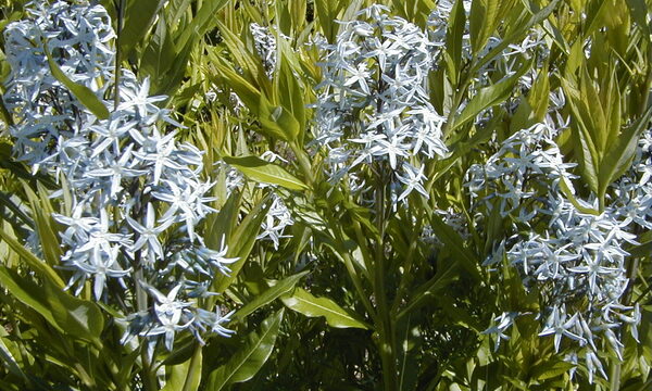 Amsonia 'Blue Ice'