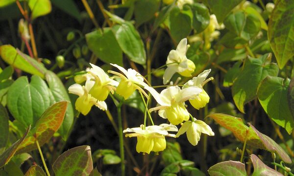 Barrenwort
