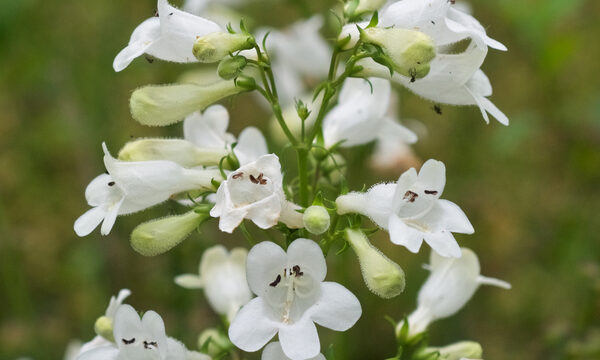 Beardtongue 'Dark Towers'
