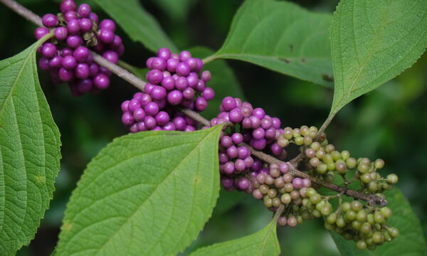 Beautyberry