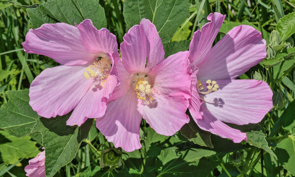 Berry Awesome Hibiscus