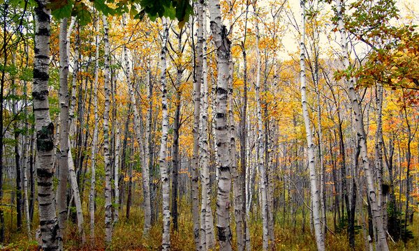 Clump Birch