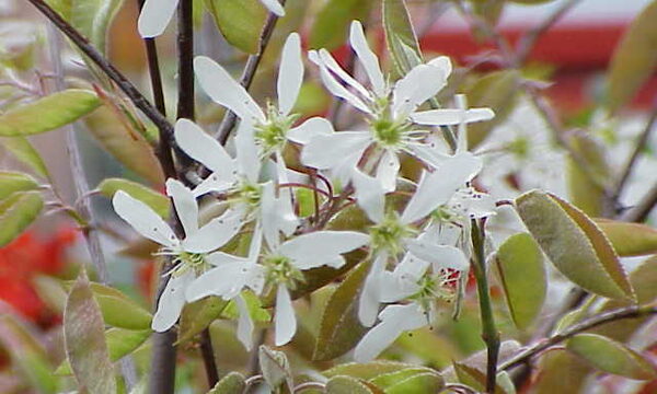 Clump Serviceberry