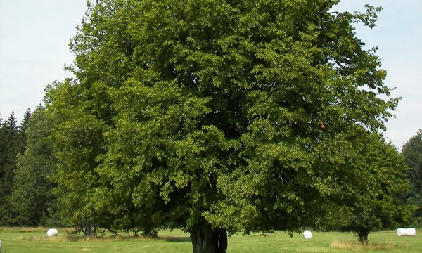 Columnar Hornbeam