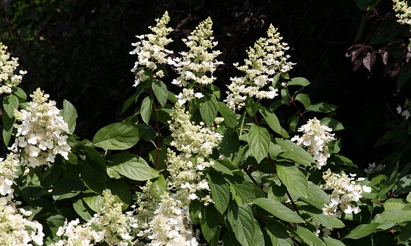 Firelight Tidbit Hydrangea