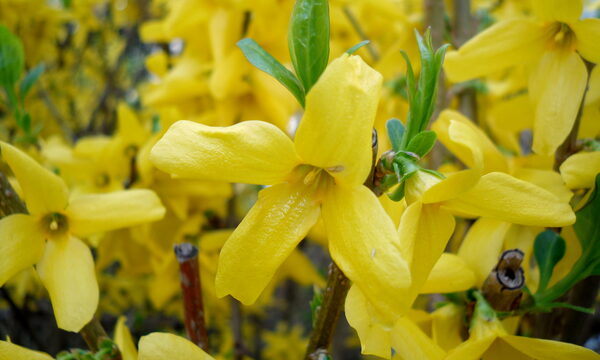 Forsythia Hedge