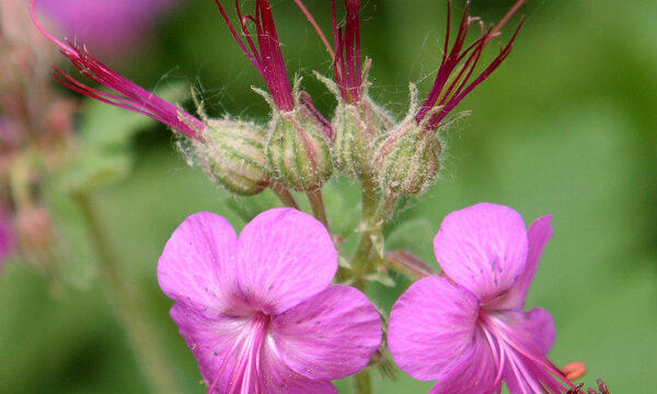 Geranium 'Bevans Variety'