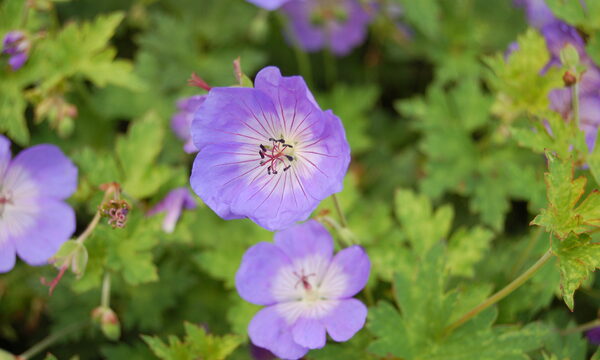 Geranium 'Rozanne'