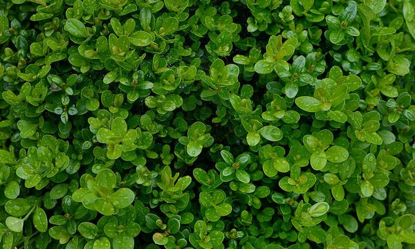 Green Velvet Boxwood