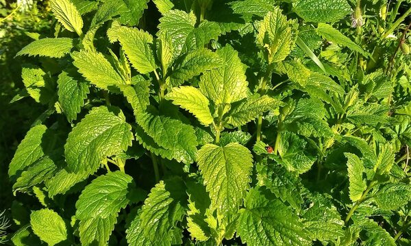 Lemon Balm