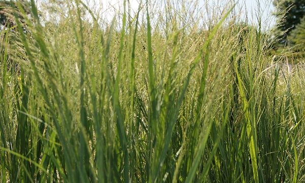 Northwind Switchgrass