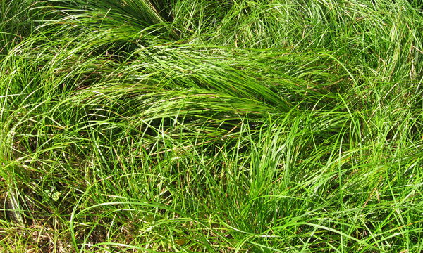 Oak Sedge