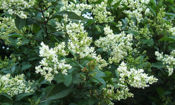 Privet Hedge