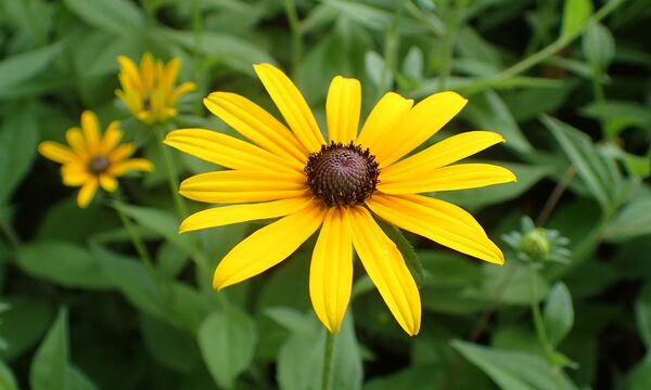 Rudbeckia