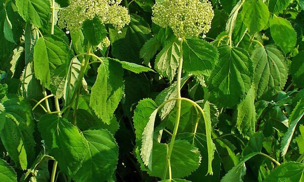 Snowball Hydrangea