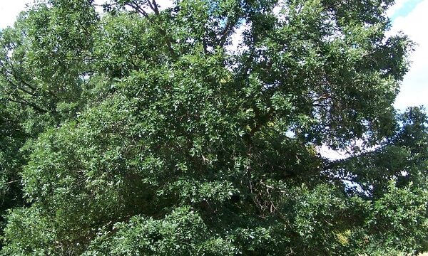 Swamp White Oak